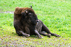 American bison