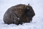 American bison