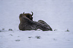 American bison