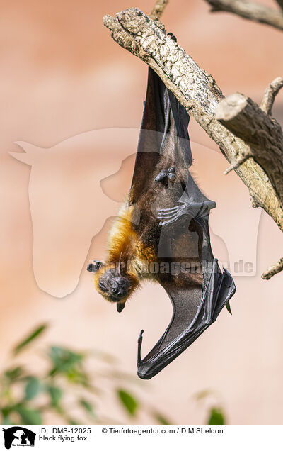 Schwarzer Flughund / black flying fox / DMS-12025