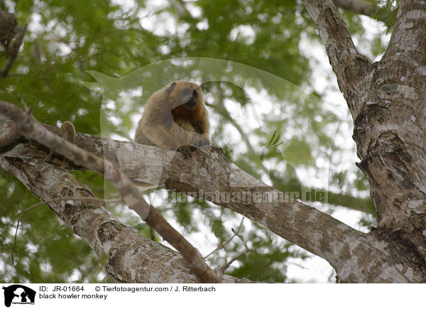 Schwarzer Brllaffe / black howler monkey / JR-01664