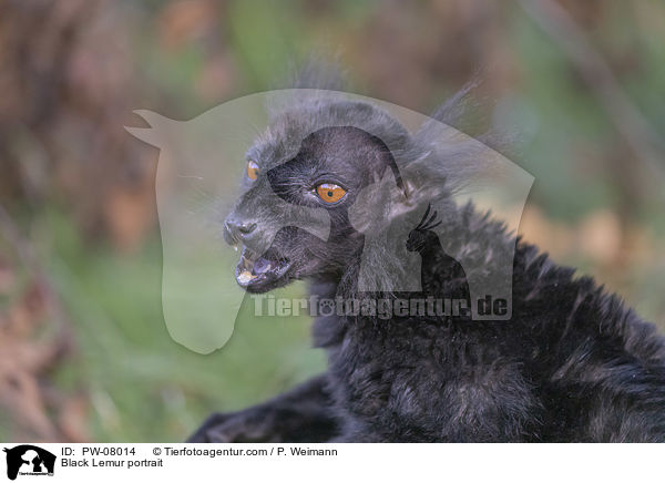 Mohrenmaki Portrait / Black Lemur portrait / PW-08014