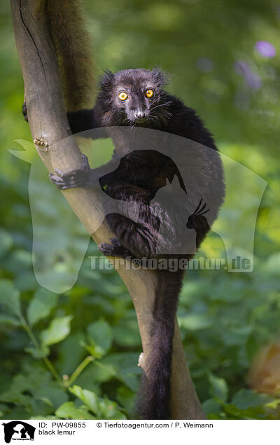 Mohrenmaki / black lemur / PW-09855