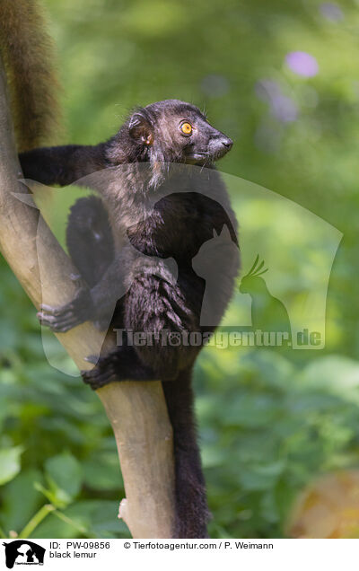 Mohrenmaki / black lemur / PW-09856