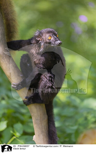 black lemur / PW-09857