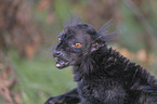 Black Lemur portrait