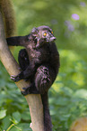 black lemur