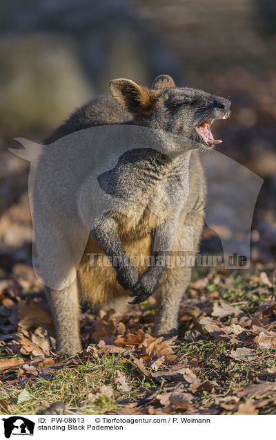 standing Black Pademelon / PW-08613