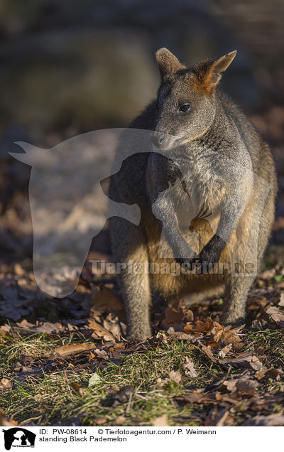 stehendes Sumpfwallaby / standing Black Pademelon / PW-08614
