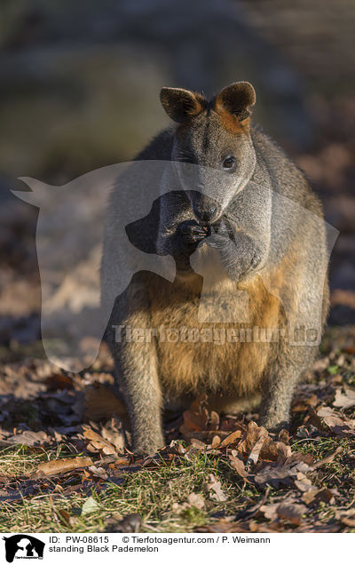 standing Black Pademelon / PW-08615