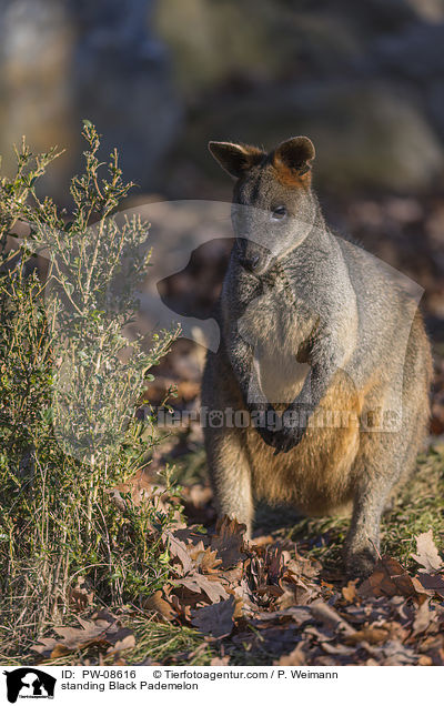 stehendes Sumpfwallaby / standing Black Pademelon / PW-08616