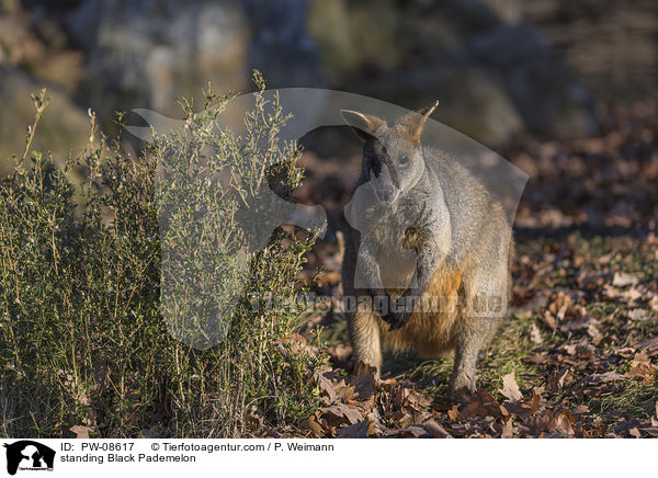 stehendes Sumpfwallaby / standing Black Pademelon / PW-08617