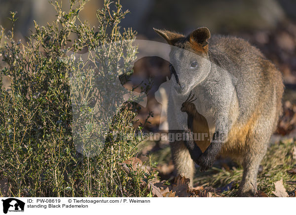 stehendes Sumpfwallaby / standing Black Pademelon / PW-08619