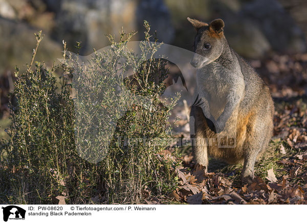 stehendes Sumpfwallaby / standing Black Pademelon / PW-08620