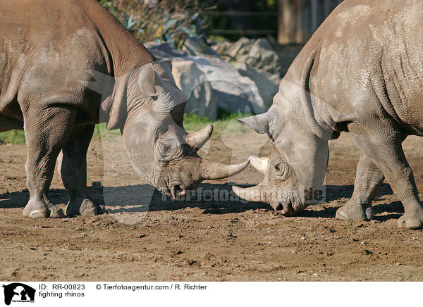fighting rhinos / RR-00823