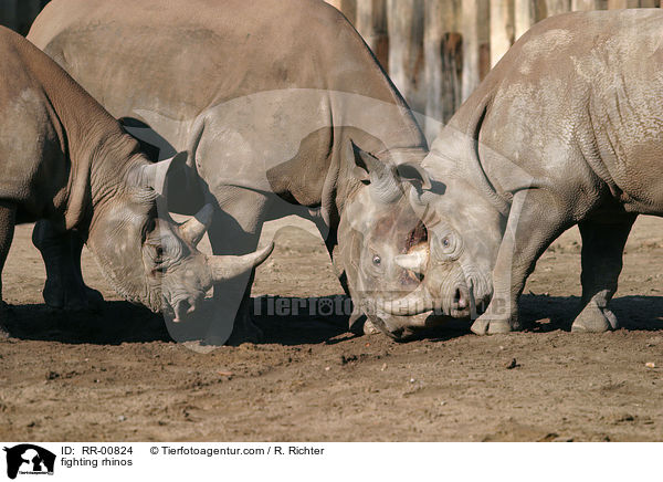 fighting rhinos / RR-00824