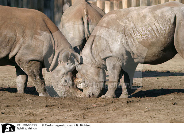 kmpfende Nashrner / fighting rhinos / RR-00825
