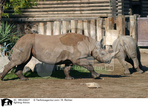 fighting rhinos / RR-00827
