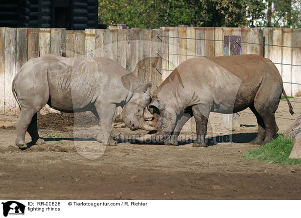 kmpfende Nashrner / fighting rhinos / RR-00828