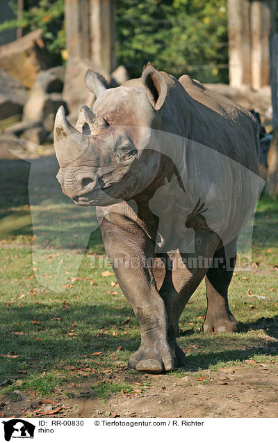 Nashorn / rhino / RR-00830