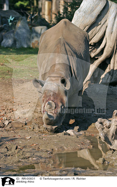 trinkendes Nashorn / drinking rhino / RR-00831