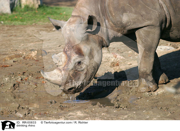 drinking rhino / RR-00833