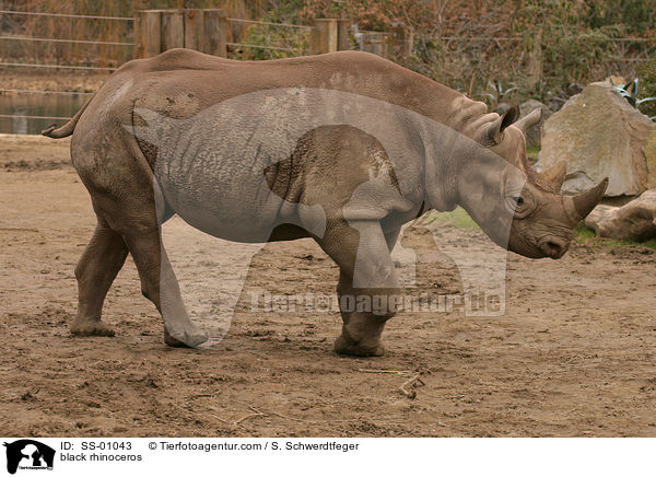 black rhinoceros / SS-01043