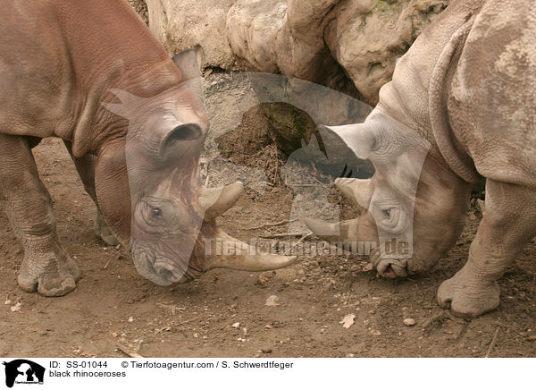 Spitzmaulnashrner / black rhinoceroses / SS-01044