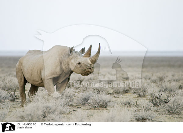 Spitzmaulnashorn / black rhino / HJ-03010