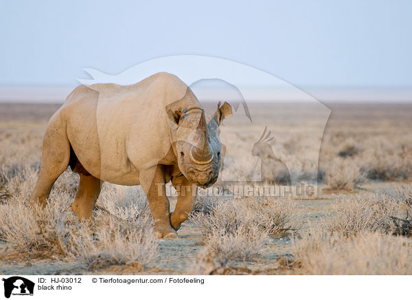 Spitzmaulnashorn / black rhino / HJ-03012