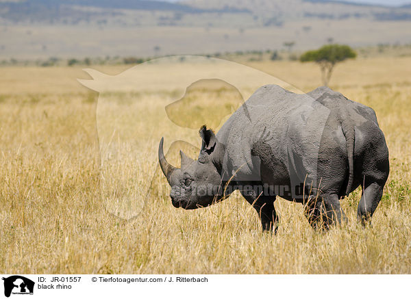 Spitzmaulnashorn / black rhino / JR-01557