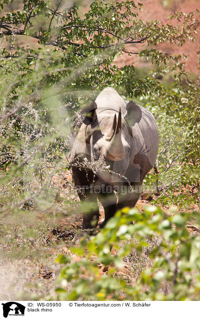 Spitzmaulnashorn / black rhino / WS-05950