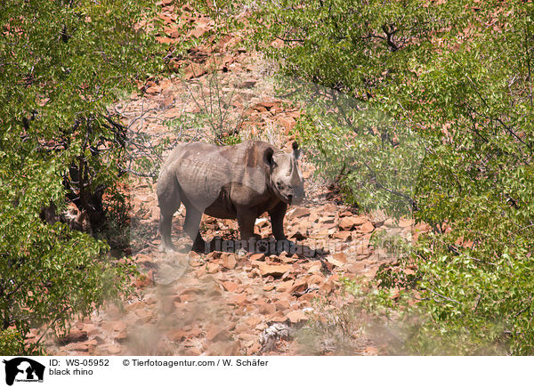 Spitzmaulnashorn / black rhino / WS-05952