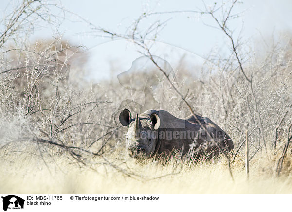 Spitzmaulnashorn / black rhino / MBS-11765