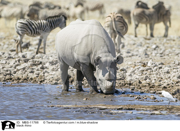 Spitzmaulnashorn / black rhino / MBS-11766