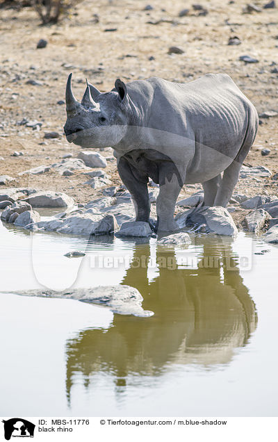 Spitzmaulnashorn / black rhino / MBS-11776