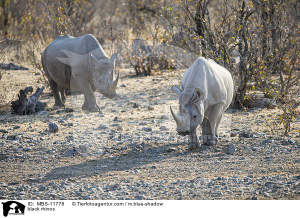 Spitzmaulnashrner / black rhinos / MBS-11778