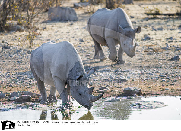 Spitzmaulnashrner / black rhinos / MBS-11780