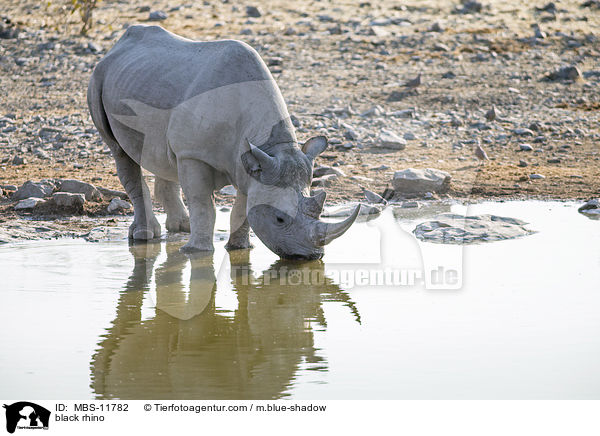 Spitzmaulnashorn / black rhino / MBS-11782