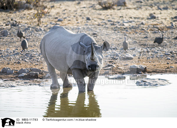 Spitzmaulnashorn / black rhino / MBS-11783