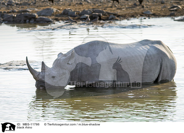 Spitzmaulnashorn / black rhino / MBS-11786