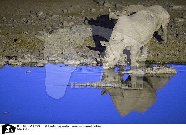 Spitzmaulnashorn / black rhino / MBS-11793