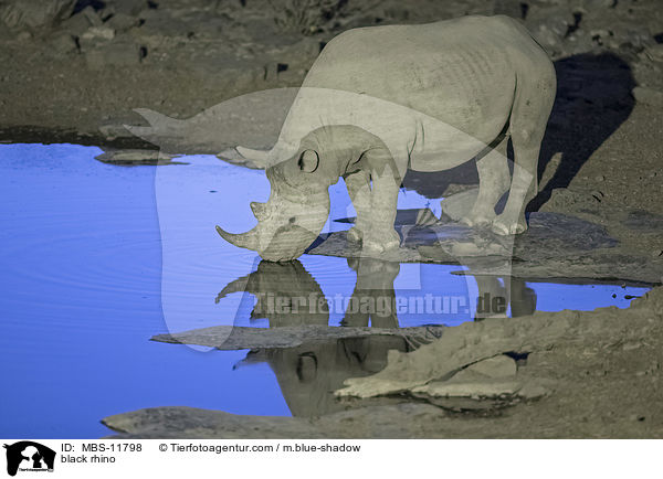 Spitzmaulnashorn / black rhino / MBS-11798
