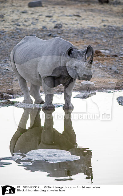 Black rhino standing at water hole / MBS-25317