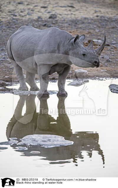 Spitzmaulnashorn steht am Wasserloch / Black rhino standing at water hole / MBS-25318