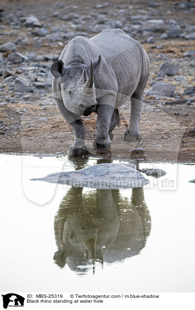Spitzmaulnashorn steht am Wasserloch / Black rhino standing at water hole / MBS-25319