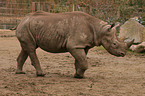 black rhinoceros