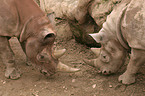 black rhinoceroses