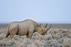 black rhino