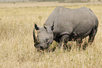 black rhino
